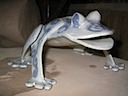 Ceramic Frog